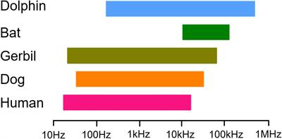 Functional Parameters of Prestin Are Not Correlated With the Best Hearing Frequency